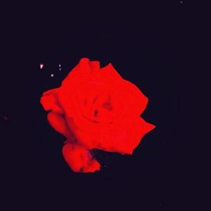 Meet your Posher, Luwana